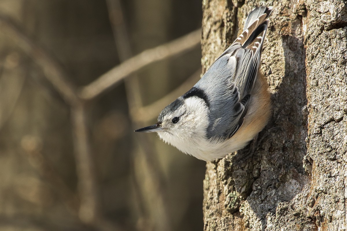 White-breasted Nuthatch - Jefferson Shank