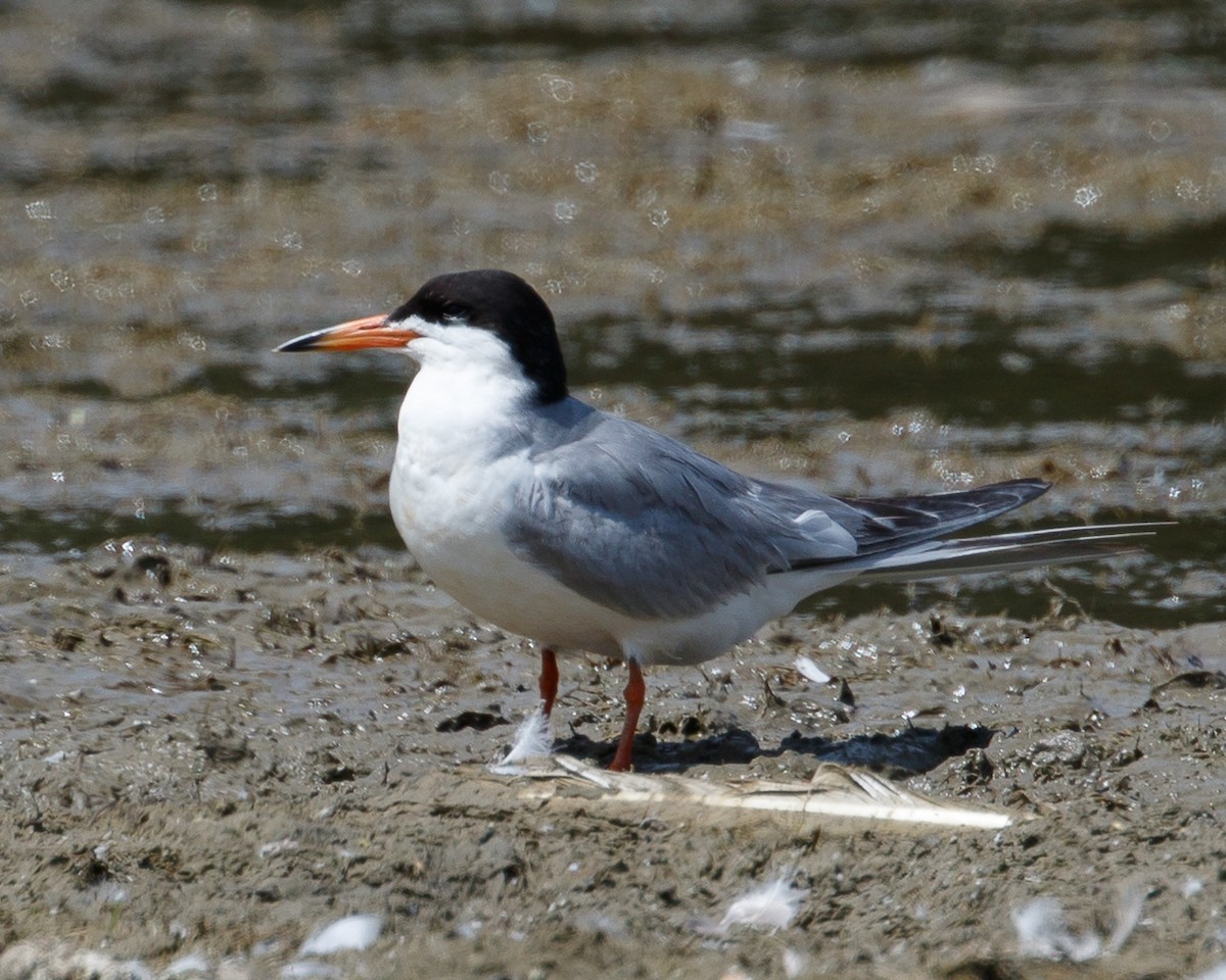 Forster's Tern - Jeff Stacey