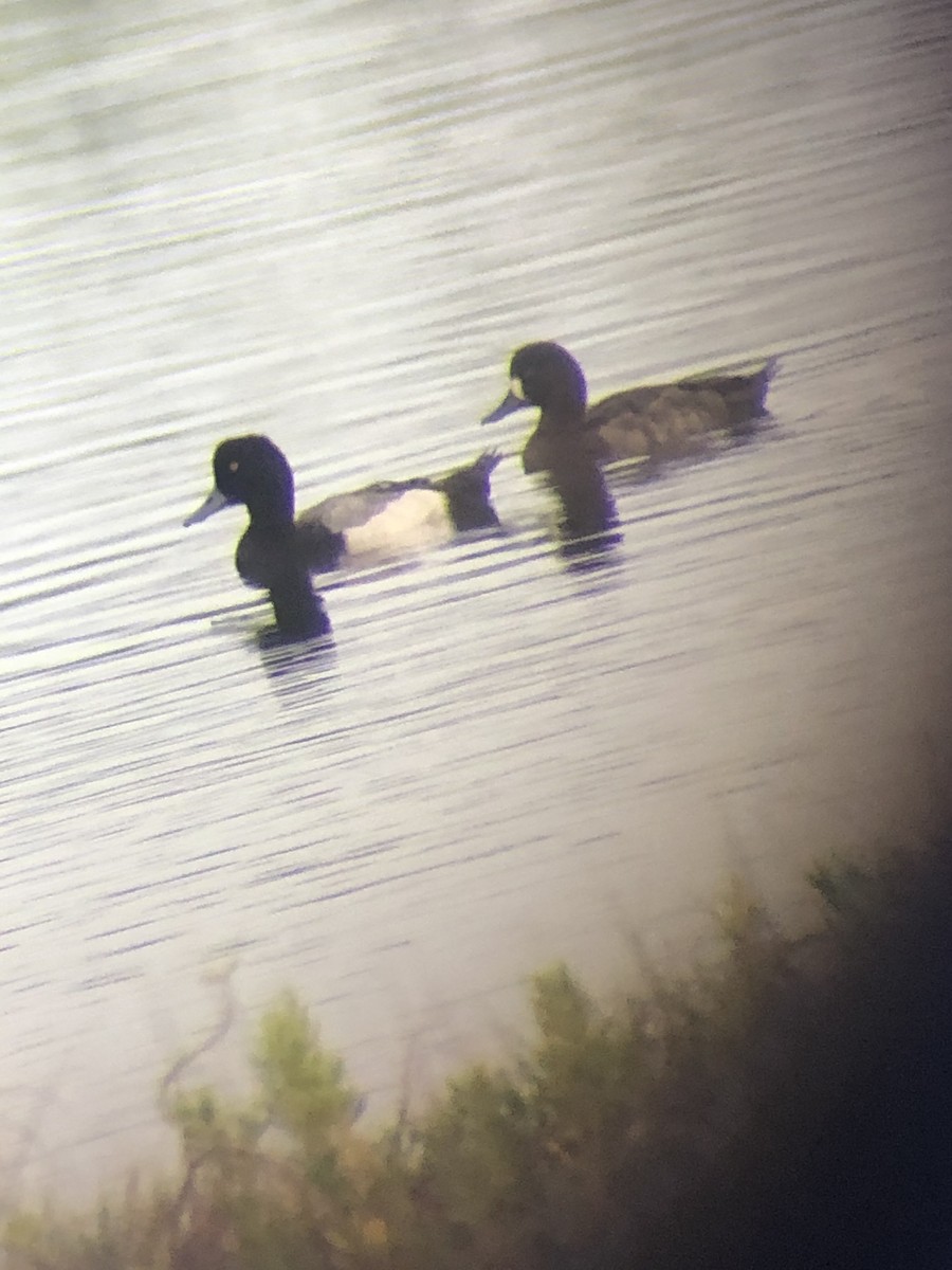 Greater Scaup - Rebecca Dewhirst