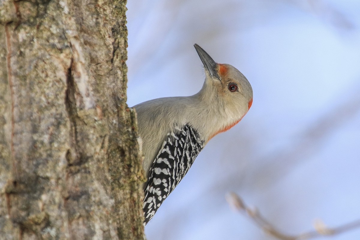 Red-bellied Woodpecker - Jefferson Shank