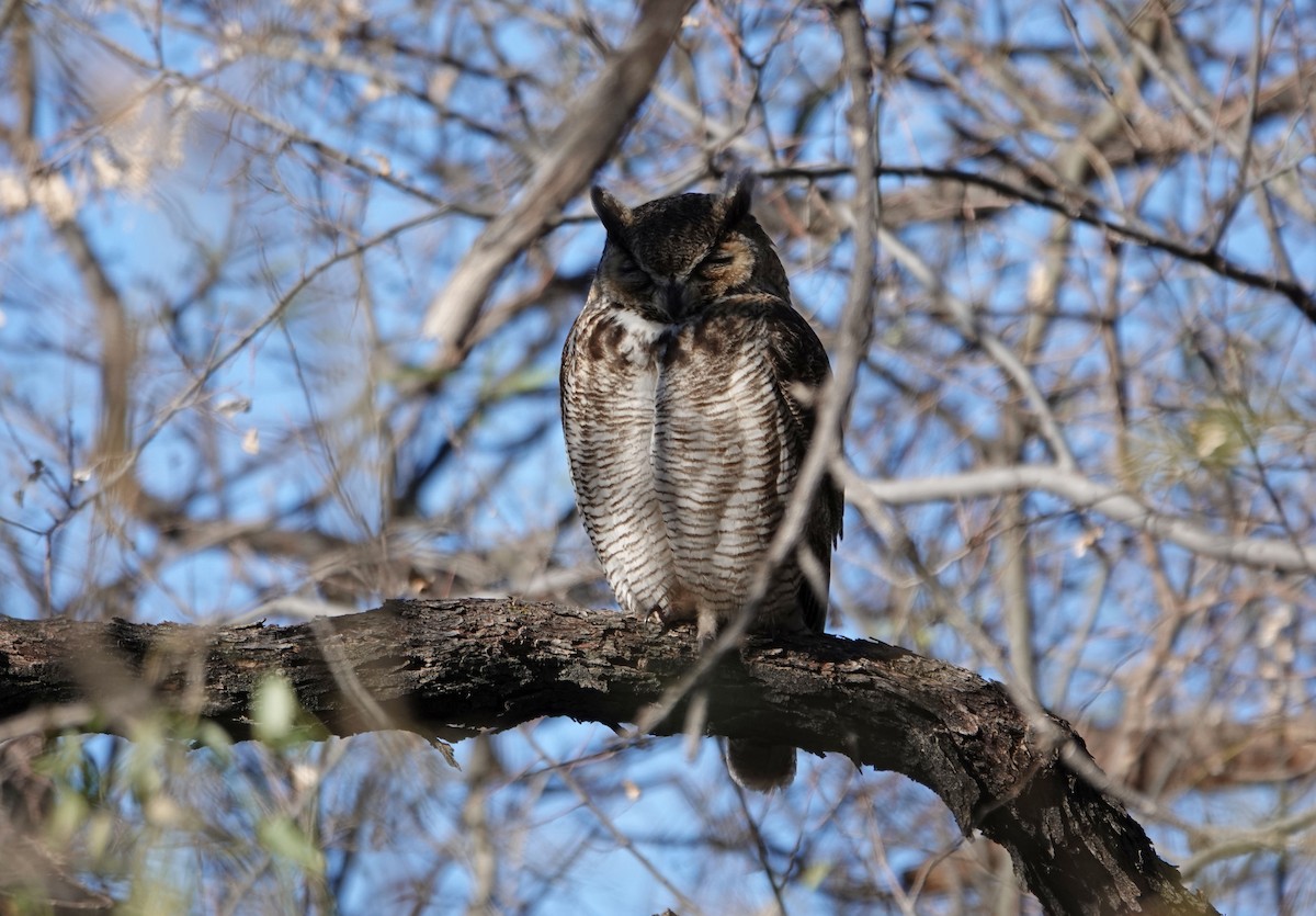 Great Horned Owl - ML309816761