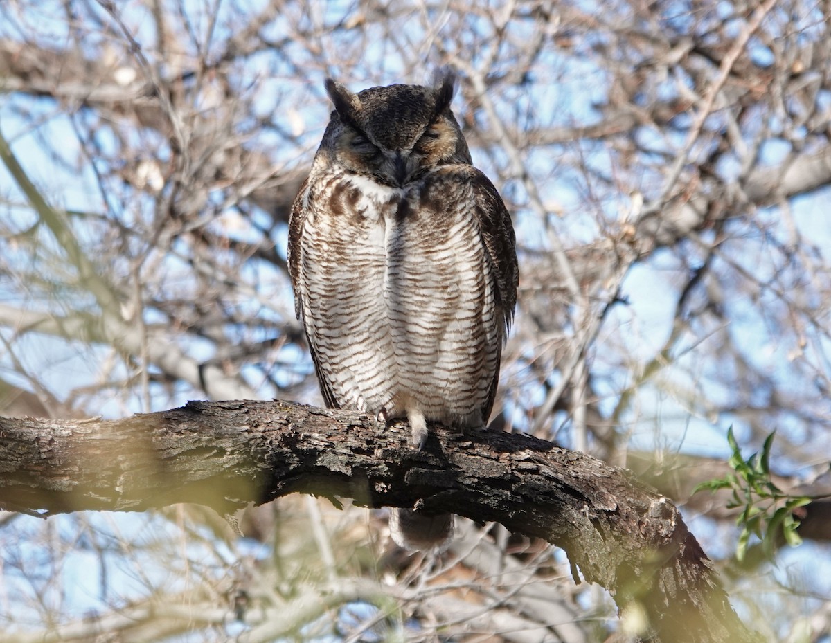 Great Horned Owl - ML309816891