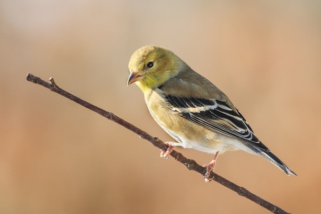 American Goldfinch Winter