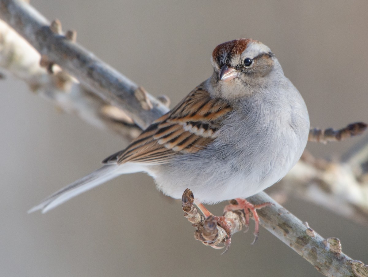 Chipping Sparrow - ML309821801