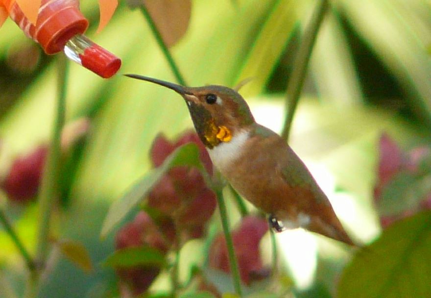 Allen's Hummingbird - Bill Pranty