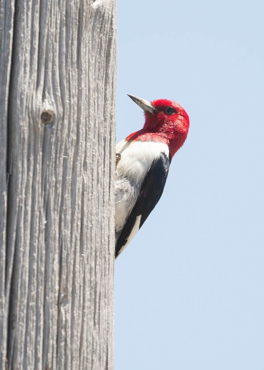 Red-headed Woodpecker - Darren Clark