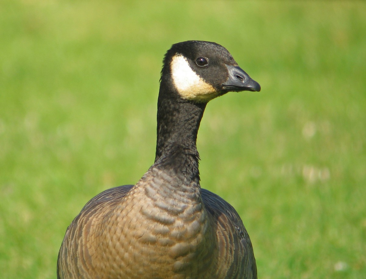 Cackling Goose (minima) - Tom Edell