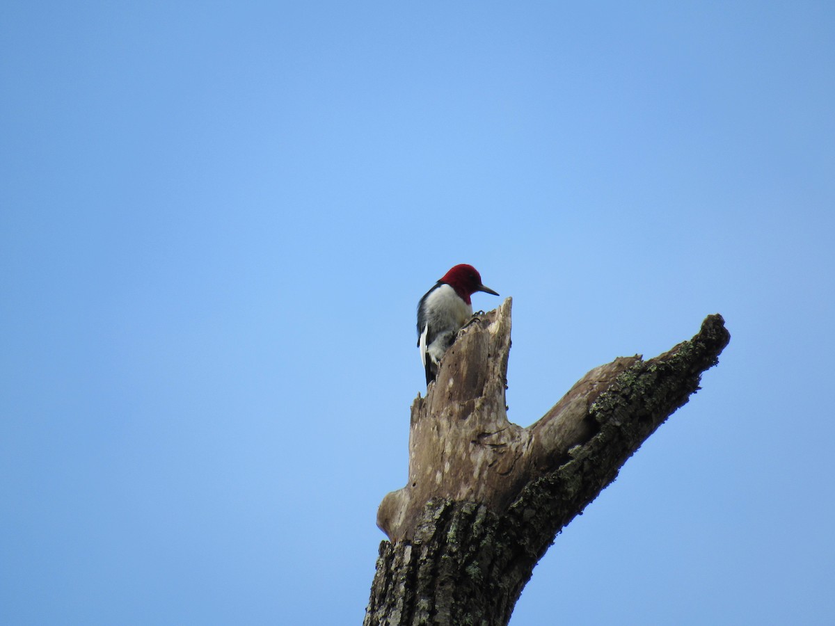 Red-headed Woodpecker - ML309833311