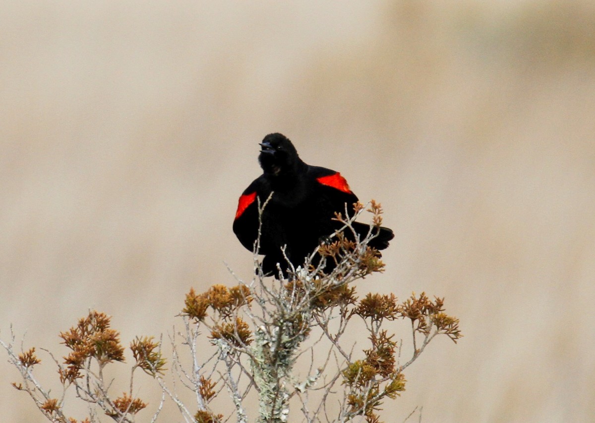 Red-winged Blackbird - ML309840131