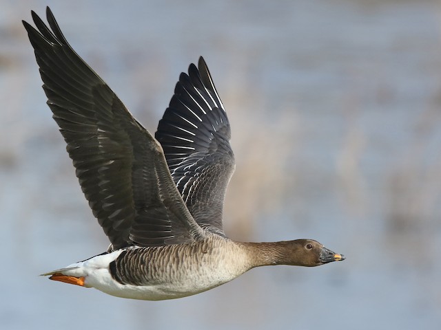 Bean Goose