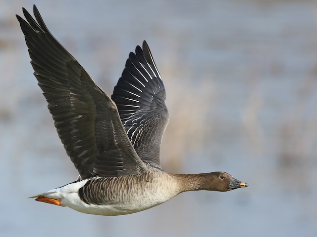 bean goose