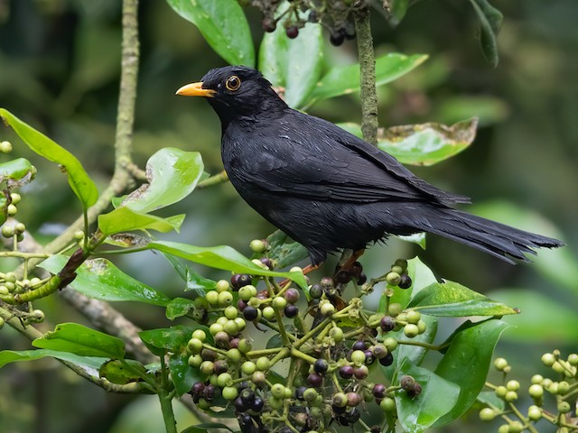 black thrush bird