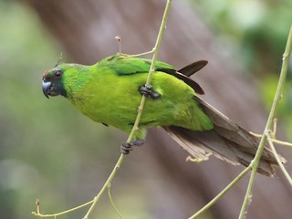  - Ouvea Parakeet