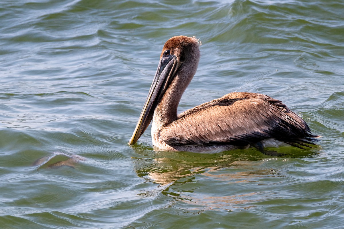 pelikán hnědý - ML309849761
