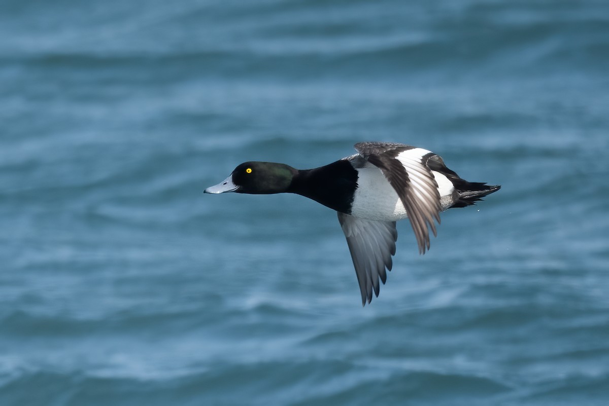 Greater Scaup - ML309851441