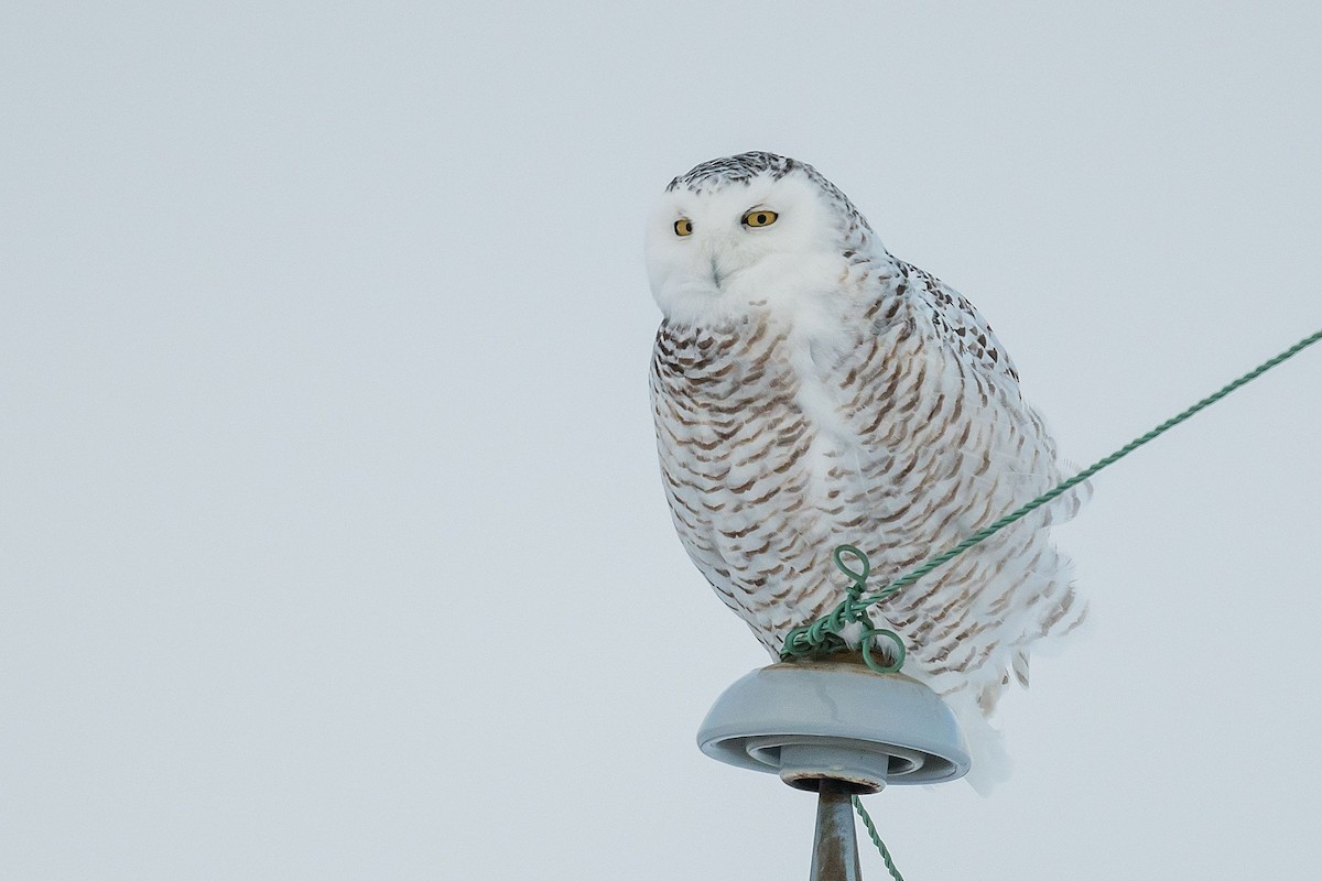 Snowy Owl - Allan  Bigras