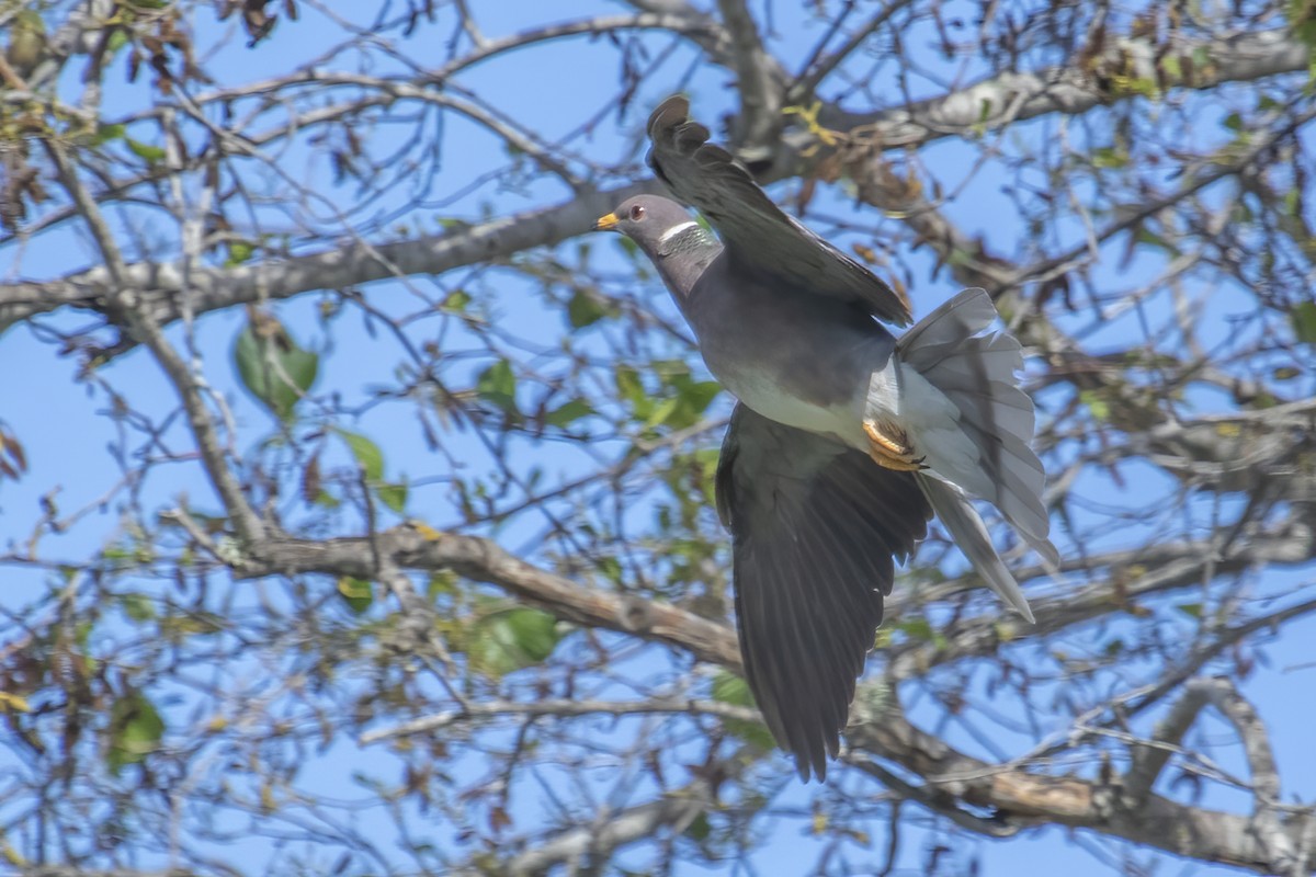 Band-tailed Pigeon - Torrey Gage-Tomlinson