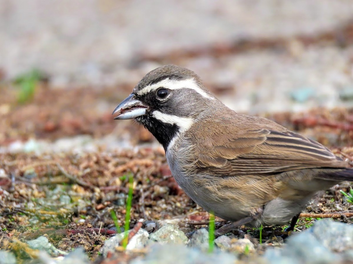 Black-throated Sparrow - Long-eared Owl