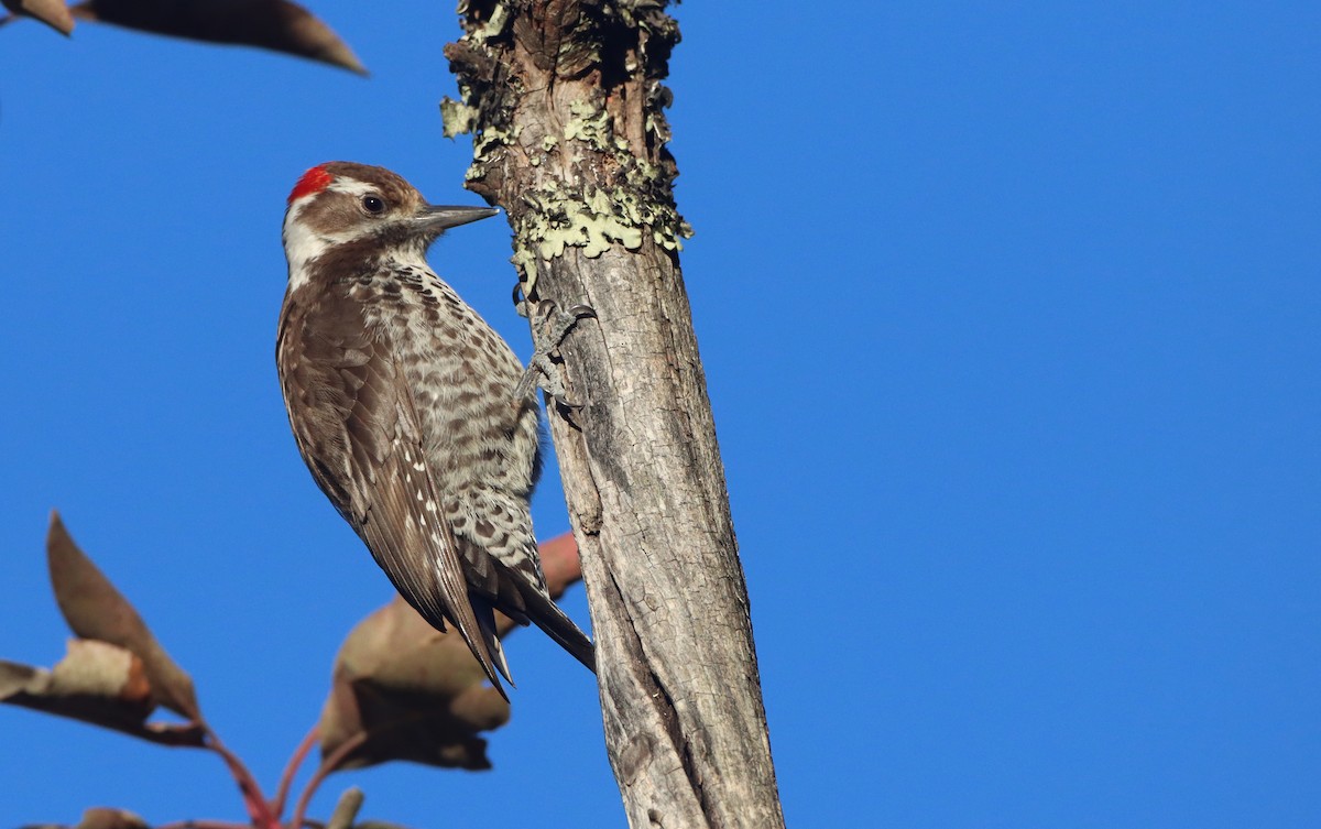 Arizona Woodpecker - ML309872821