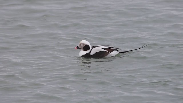 Long-tailed Duck - ML309874721