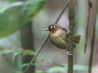  - Rufous-throated Antbird