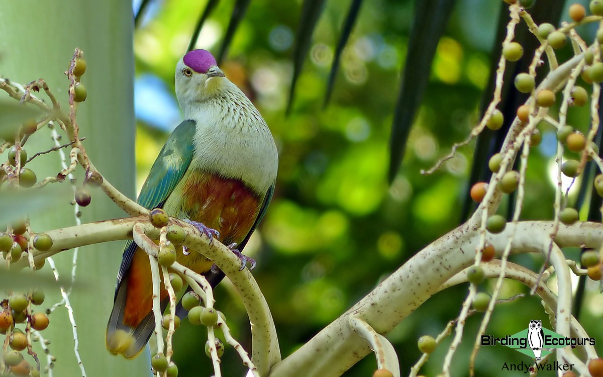 Crimson-crowned Fruit-Dove - Andy Walker - Birding Ecotours