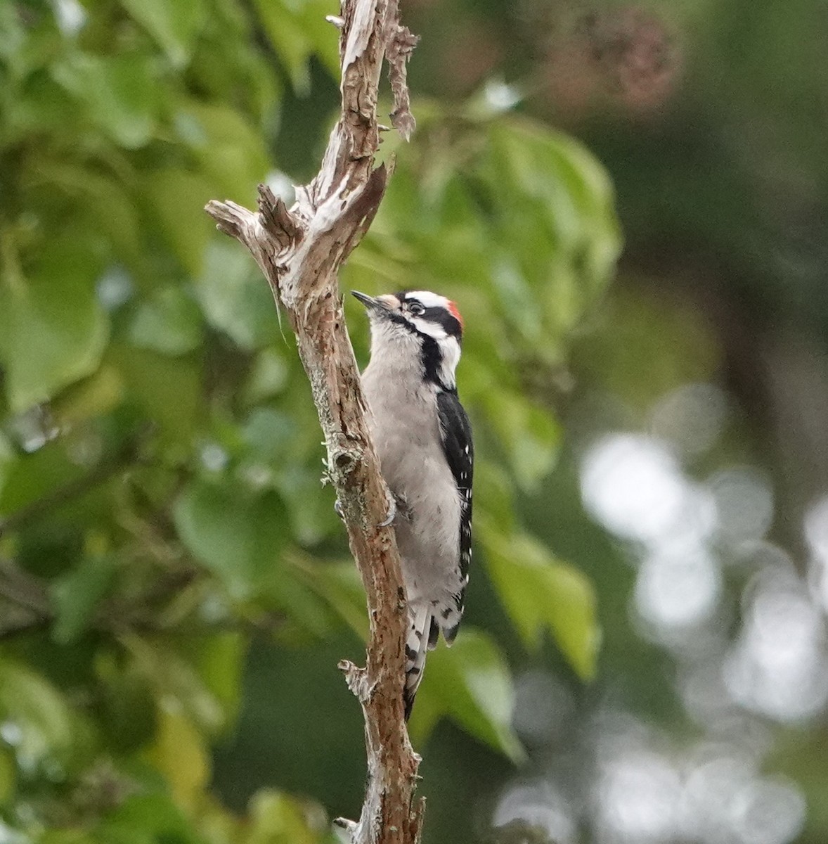 Downy Woodpecker - Ann Nightingale