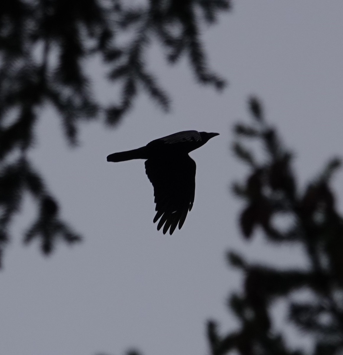 American Crow - Ann Nightingale