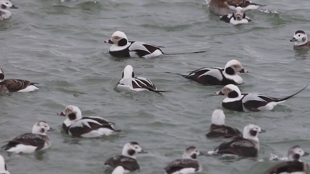 Long-tailed Duck - ML309876731