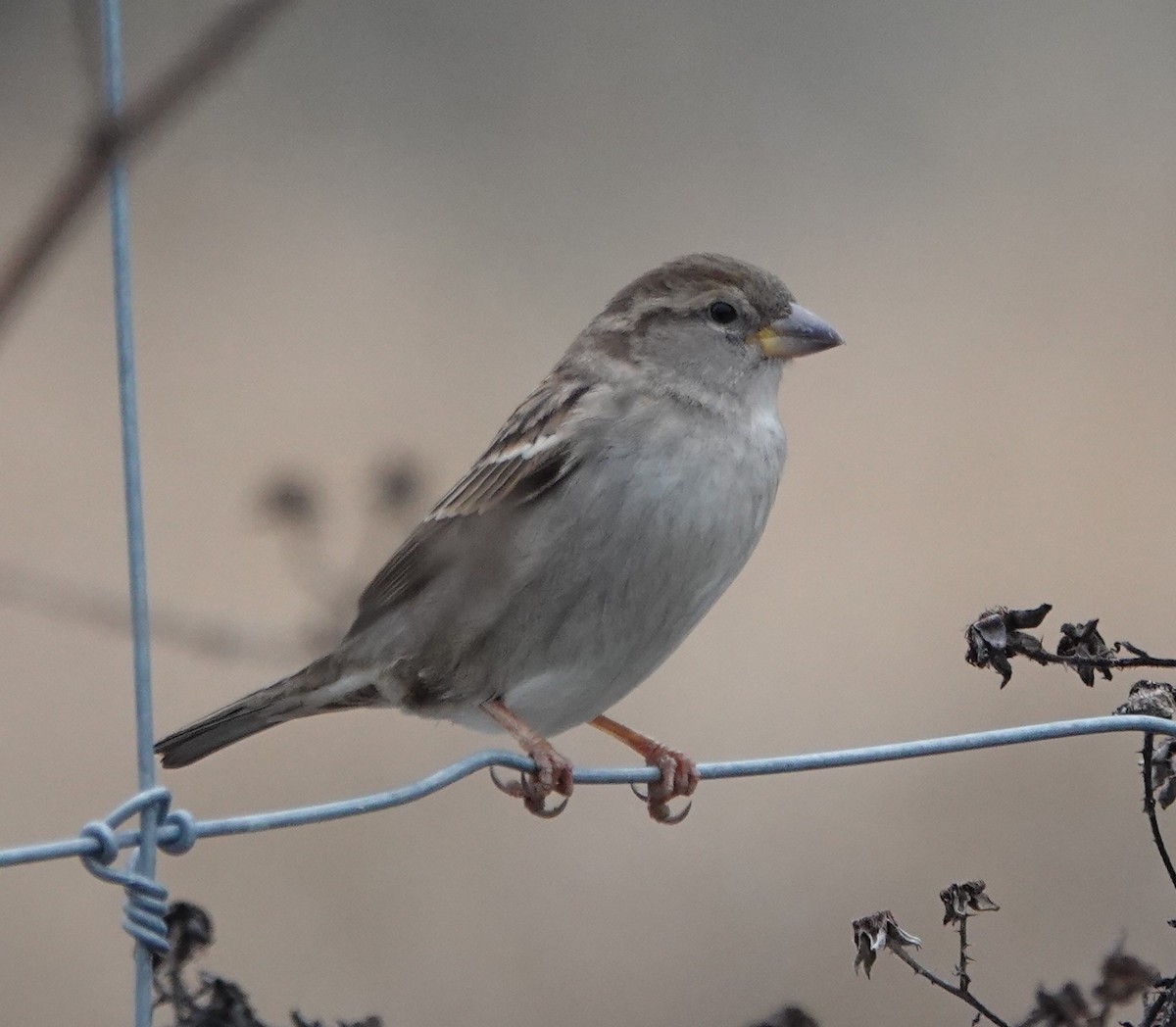 House Sparrow - Ann Nightingale
