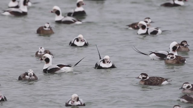 Long-tailed Duck - ML309877751