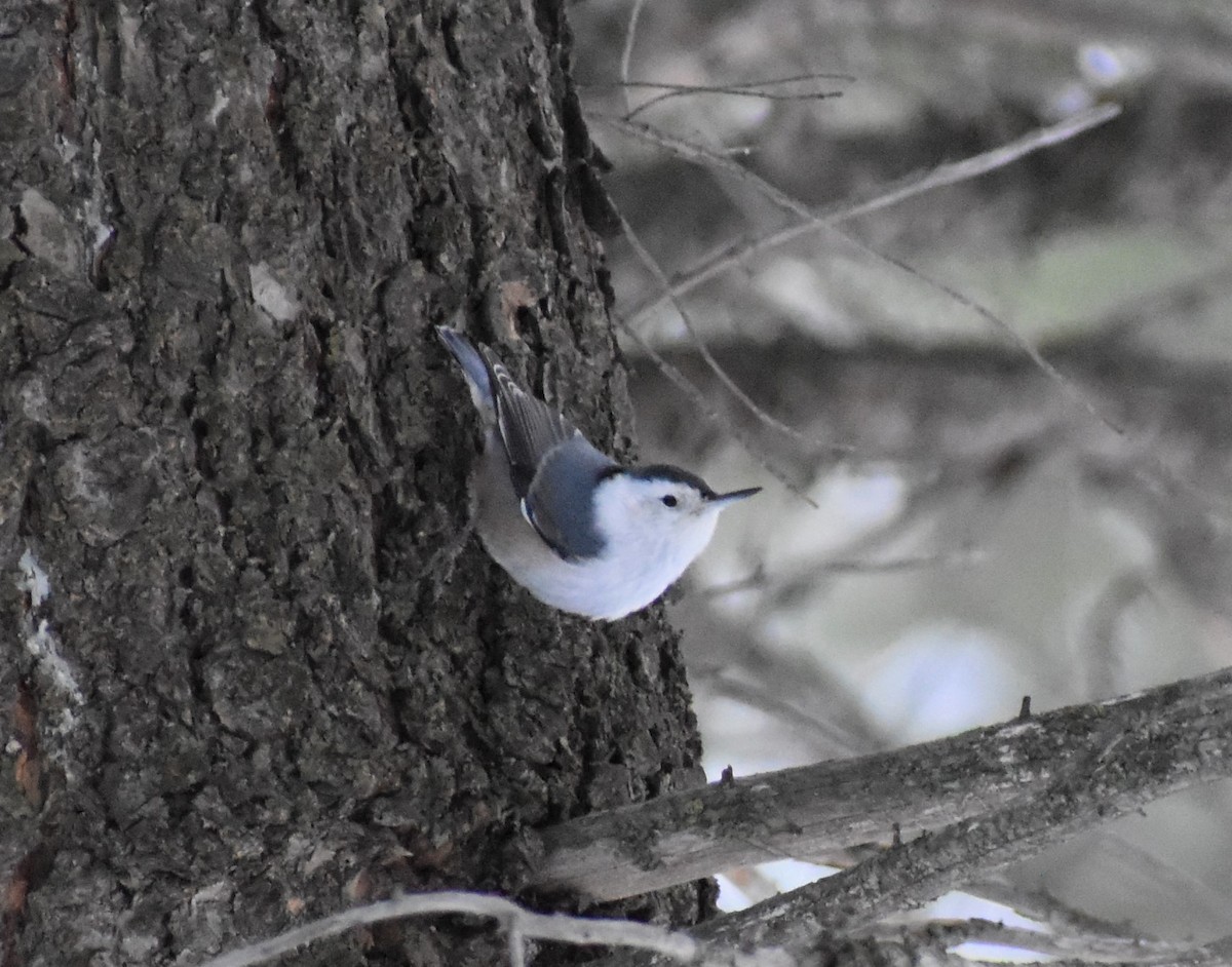 White-breasted Nuthatch - alex bell