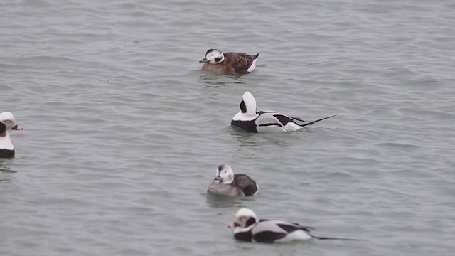 Long-tailed Duck - ML309879761
