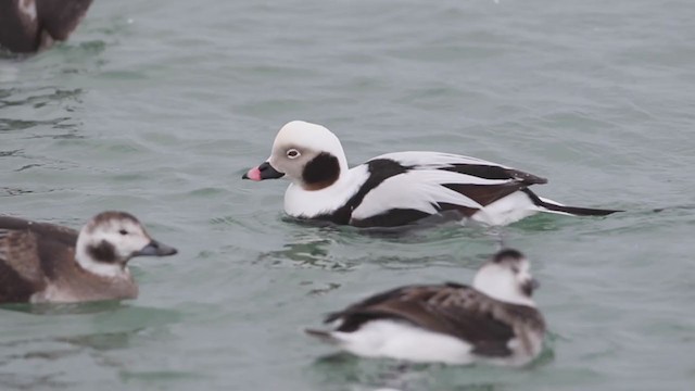 Long-tailed Duck - ML309879821
