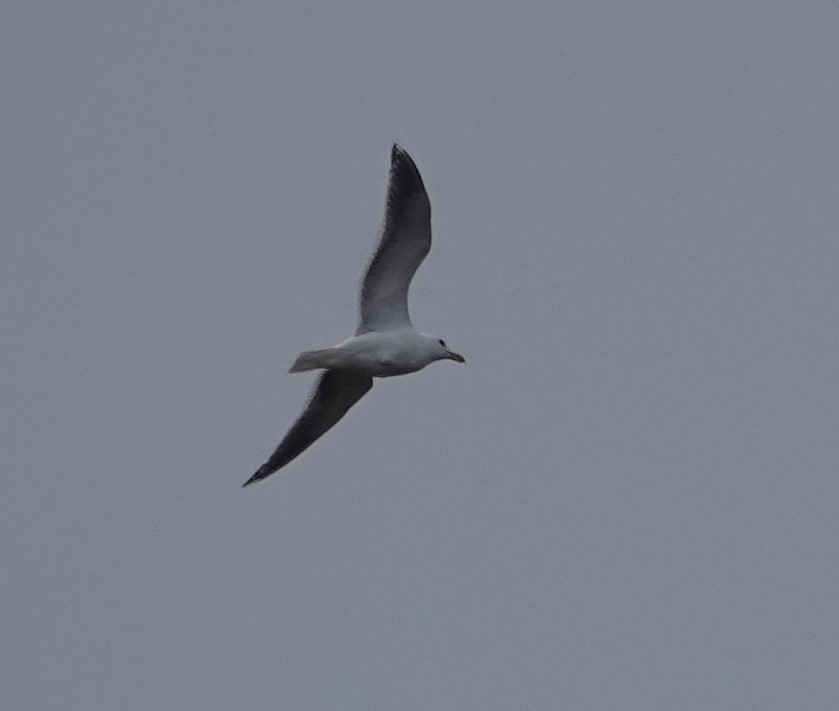 Glaucous-winged Gull - Ann Nightingale