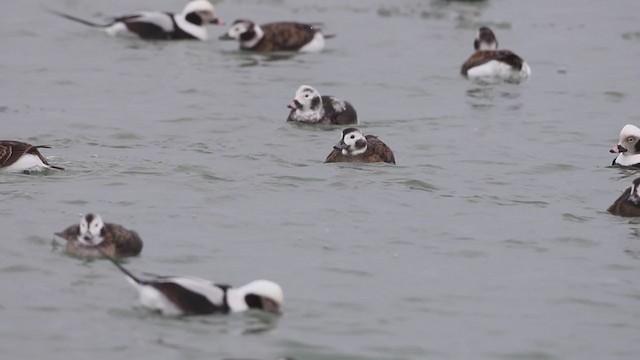 Long-tailed Duck - ML309881051