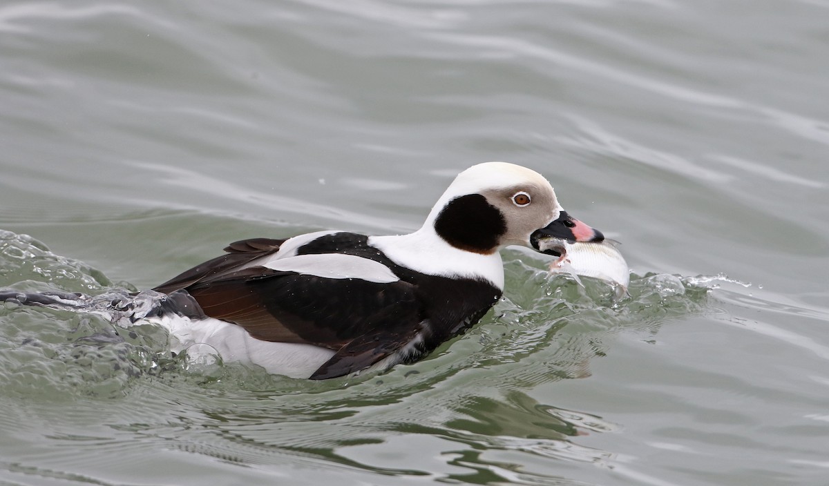 Long-tailed Duck - ML309883571