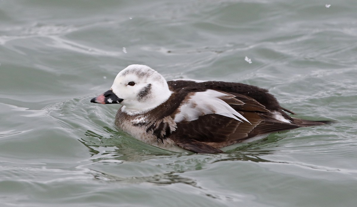 Long-tailed Duck - ML309883611