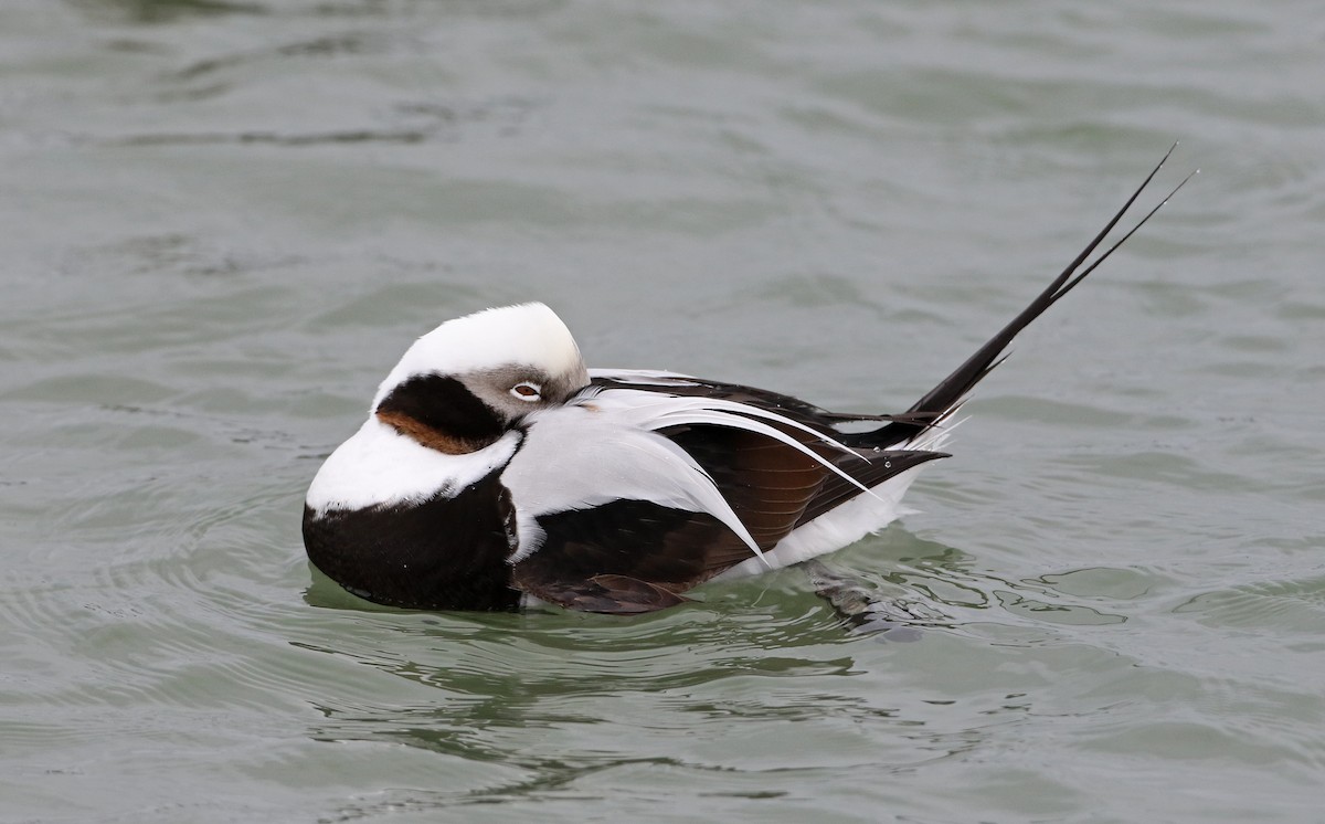 Long-tailed Duck - ML309883671