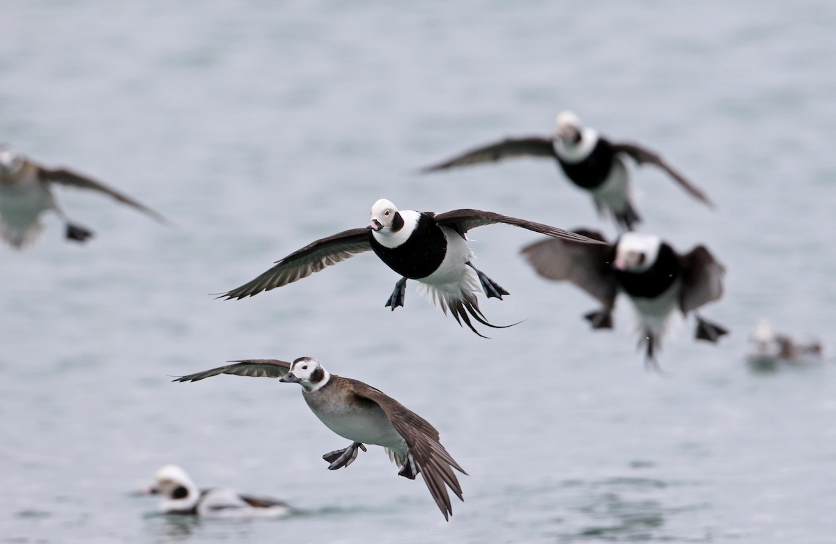 Long-tailed Duck - ML309883791