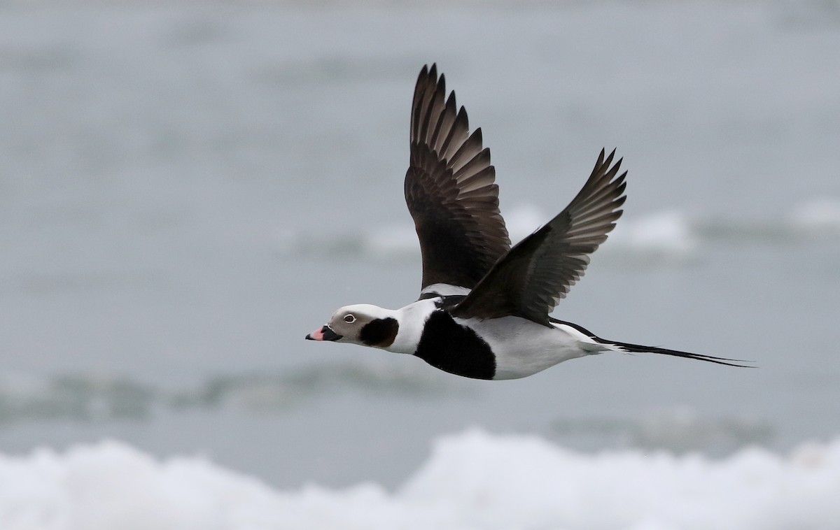 Long-tailed Duck - ML309883981