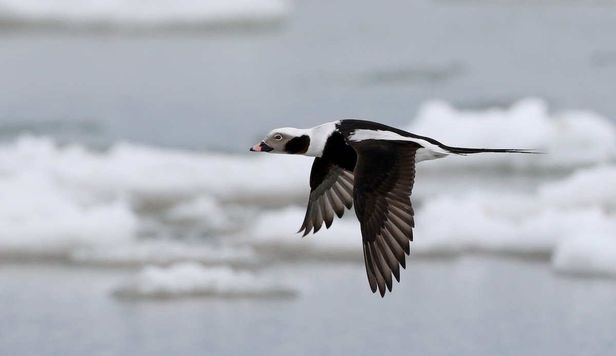 Long-tailed Duck - ML309884021