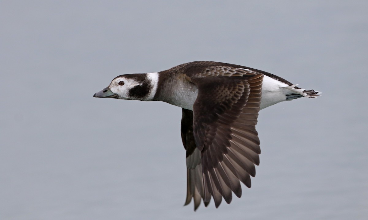 Long-tailed Duck - ML309884161