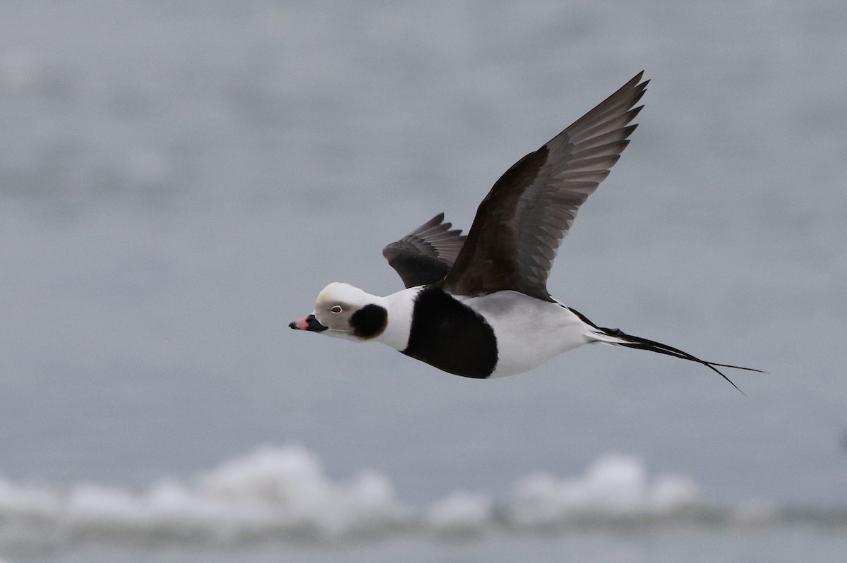 Long-tailed Duck - ML309884251