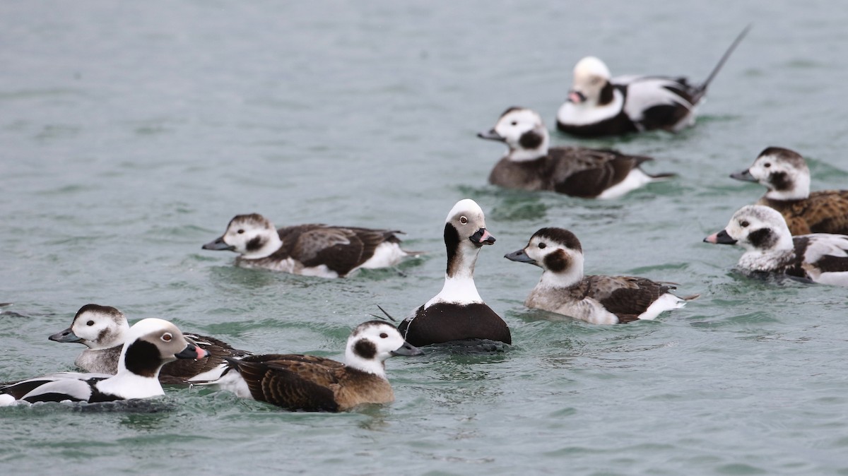 Long-tailed Duck - ML309884361