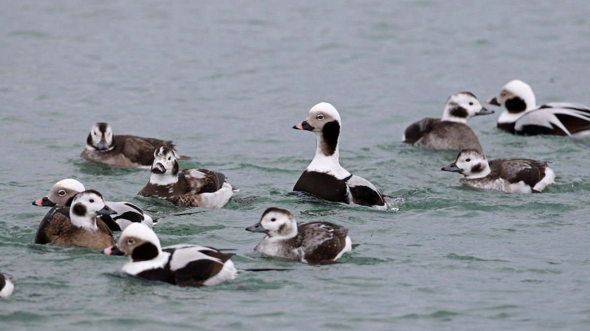 Long-tailed Duck - ML309884441