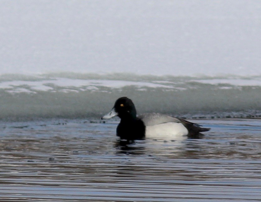Greater Scaup - ML309886991