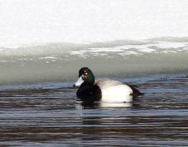 Greater Scaup - ML309887181