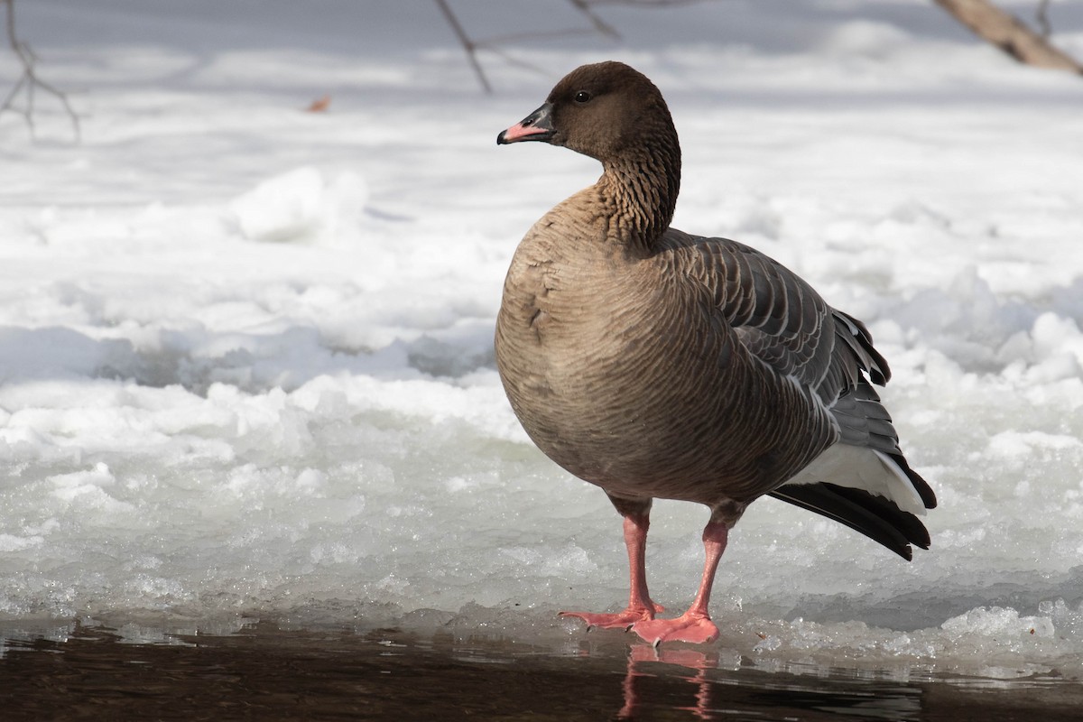 Pink-footed Goose - Alex Lamoreaux