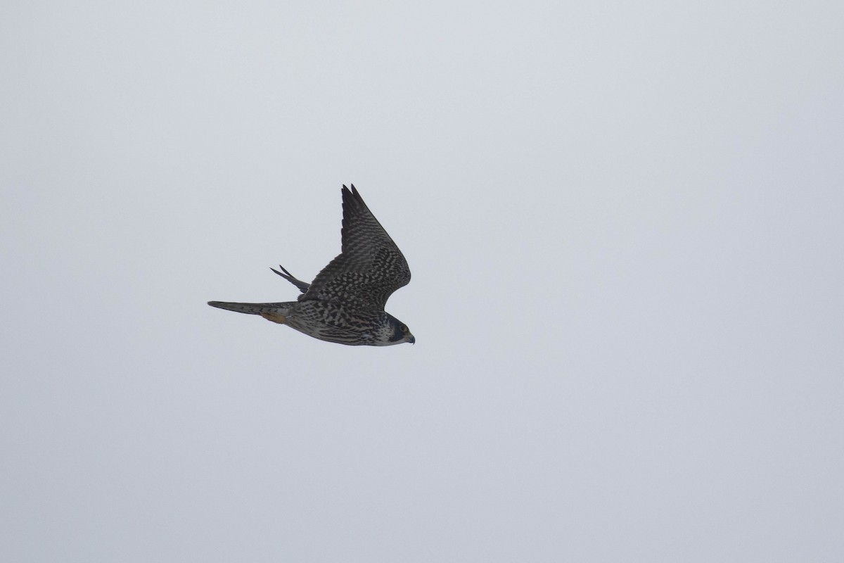 Peregrine Falcon (North American) - ML309893661